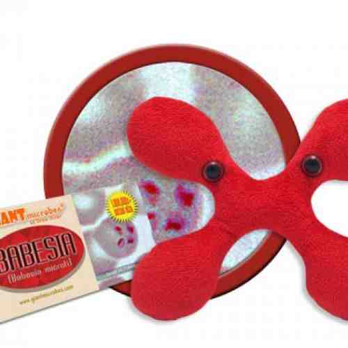Babesia