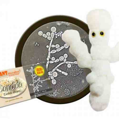 Candida