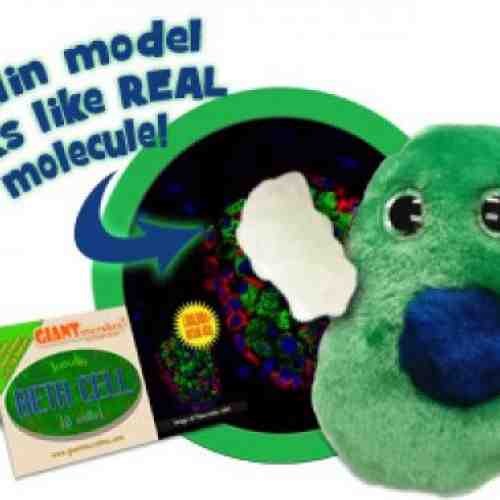 Celula Beta (Diabet - Insulina)