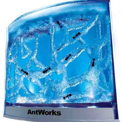 Habitat iluminat pentru furnici