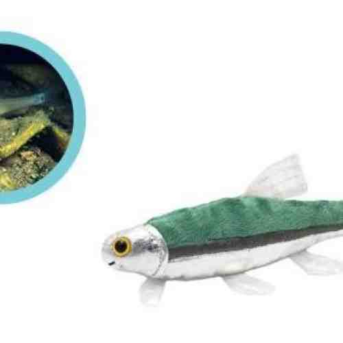 Pestele Minnow