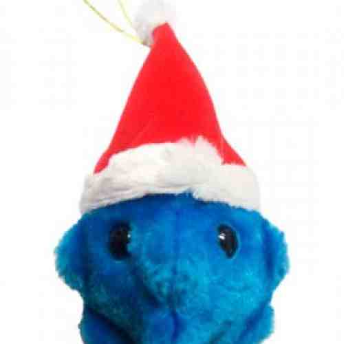 Raceala comuna - Craciunita