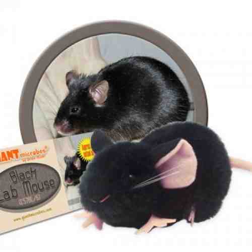 Soricei negri de laborator