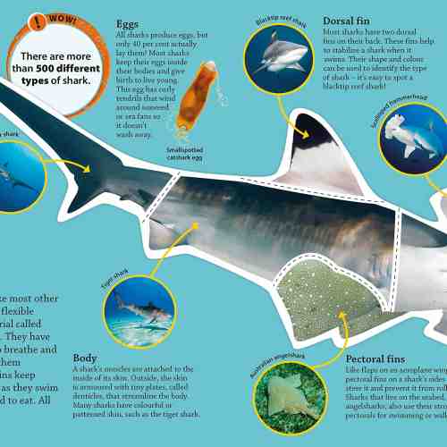 Sharks |