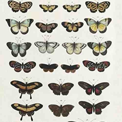 Carnet - Natural History Museum - Butterflies | Quadrille Publishing