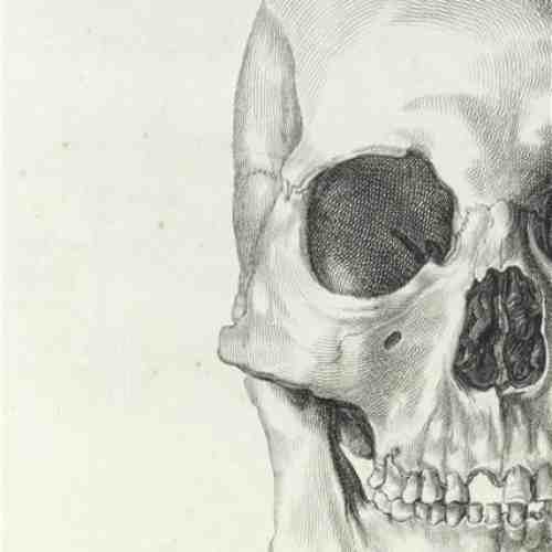 Carnet - Natural History Museum - Skull | Quadrille Publishing