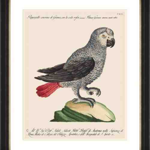 Tablou Framed Art Parrots Of Brazil 06