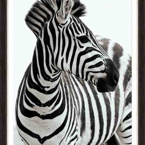 Tablou Framed Art Zebra Portrait