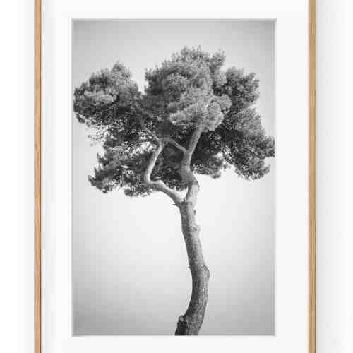 Tablou Grand Pin Oak