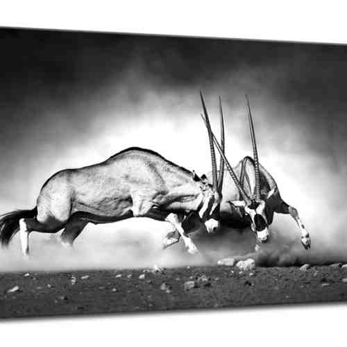 Tablou Sticla Glasspik Gazelle, 70x100 cm