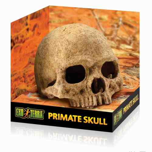 Decor pentru Terariu Exo Terra Primate Skull 14.2x16.2x16.2cm