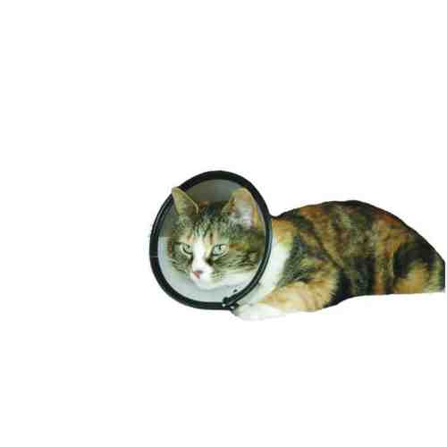 Kong Colier plastic pisica