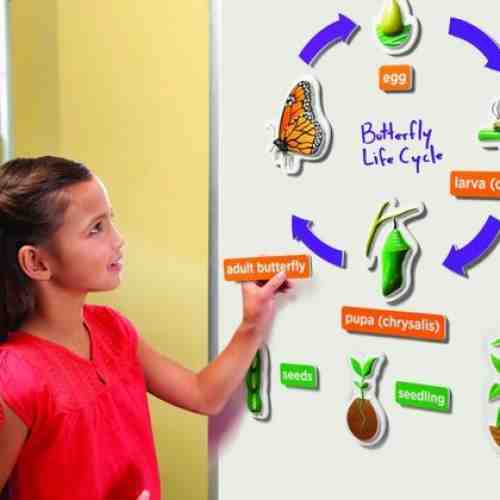 Magneti 3D Ciclul vietii